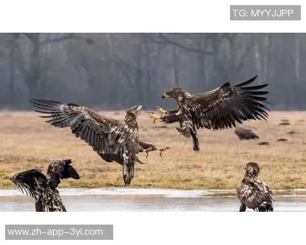 勇士在卡巴配外线阵容中展现绝对优势8分半内打出27-14的精彩表现 勇士在卡巴配外线阵容中展现绝对优势8分半内打出27-14的精彩表现